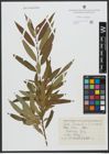Foto von Salix triandra L. x Salix viminalis L.